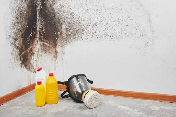 Best Crawl Space Mold Removal  in Perry, LA
