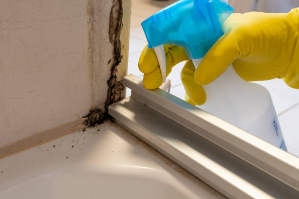 Best Affordable Mold Removal  in Perry, LA