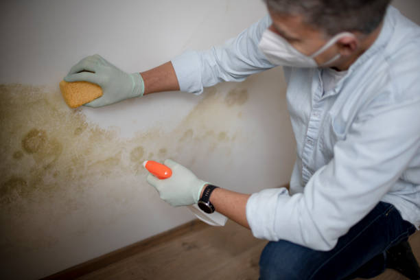 Best Toxic Mold Removal  in Perry, LA