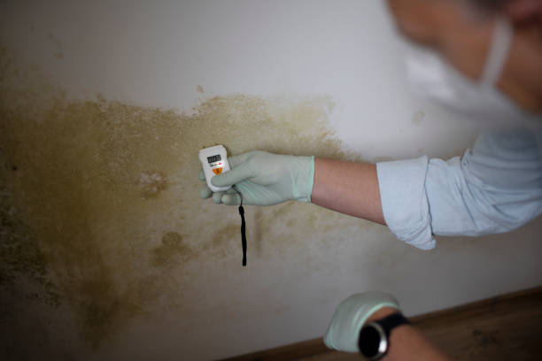 Best Mold Testing  in Perry, LA