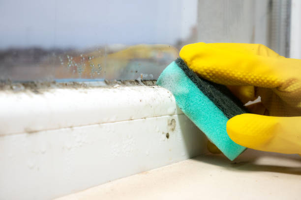 Crawl Space Mold Removal in Perry, LA