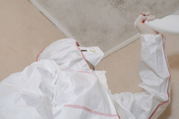 Office Mold Removal Services in Perry, LA