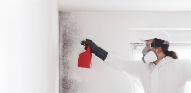 Best Black Mold Removal  in Perry, LA