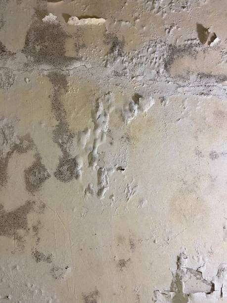 Best Certified Mold Removal  in Perry, LA