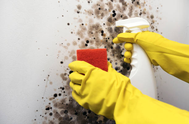 Trusted Perry, LA Mold Removal Experts