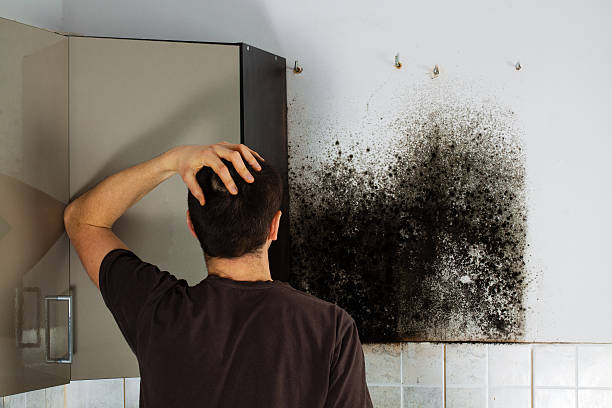 Best Office Mold Removal Services  in Perry, LA