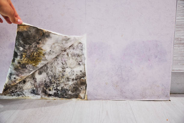 Best Mold Removal Specialists  in Perry, LA